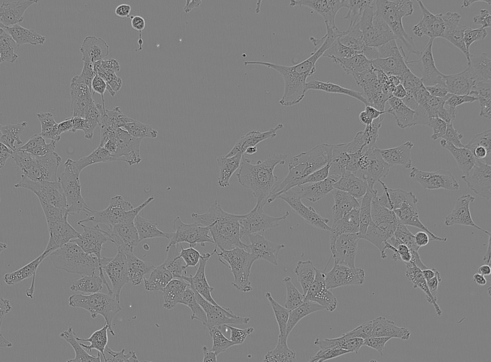 LIVECell microscope image used in the image and annotation audit